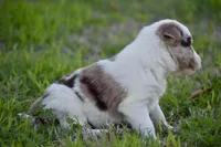 Clover, a female Border Collie for sale in Bokoshe, OK – Photo 10 of 10