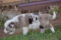 Clover, a female Border Collie for sale in Bokoshe, OK – Photo 9 of 10