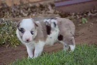 Clover, a female Border Collie for sale in Bokoshe, OK – Photo 2 of 10