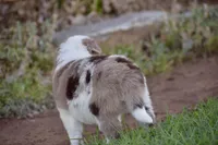 Clover, a female Border Collie for sale in Bokoshe, OK – Photo 7 of 10