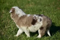 Clover, a female Border Collie for sale in Bokoshe, OK – Photo 3 of 10