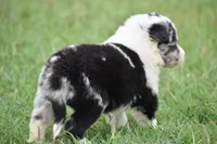 Roo, a male Border Collie for sale in Bokoshe, OK – 3 of 9