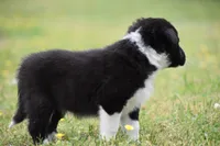 Jet, a male Border Collie for sale in Bokoshe, OK – Photo 10 of 10