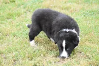Jet, a male Border Collie for sale in Bokoshe, OK – Photo 8 of 10