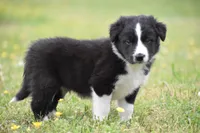 Jet, a male Border Collie for sale in Bokoshe, OK – Photo 7 of 10