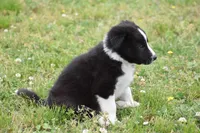 Jet, a male Border Collie for sale in Bokoshe, OK – Photo 5 of 10