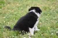 Jet, a male Border Collie for sale in Bokoshe, OK – Photo 6 of 10