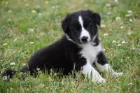 Jet, a male Border Collie for sale in Bokoshe, OK – Photo 2 of 10