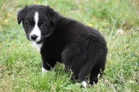 Jet, a male Border Collie for sale in Bokoshe, OK – Photo 3 of 10