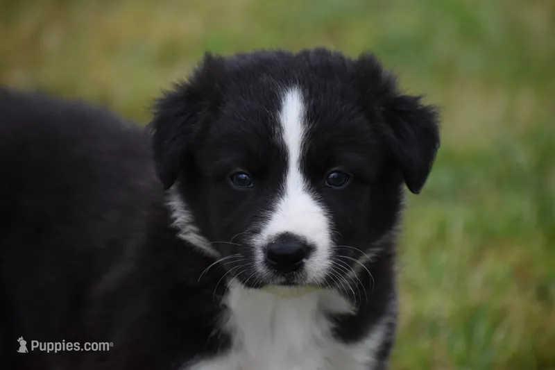 Jet – Border Collie puppy for sale in Bokoshe, OK