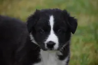 Jet, a male Border Collie for sale in Bokoshe, OK – Photo 1 of 10