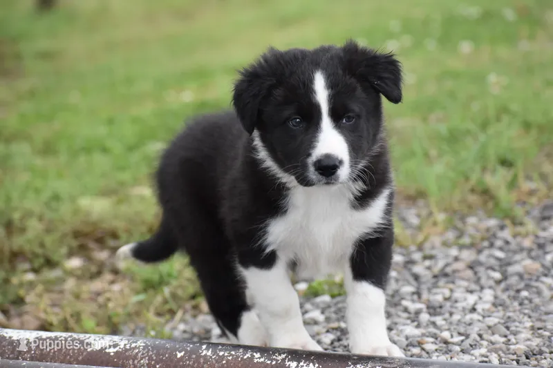 Jet – Border Collie puppy on hold in Bokoshe, OK