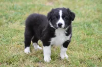 Jet, a male Border Collie for sale in Bokoshe, OK – Photo 4 of 10
