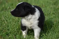 Sadie, a female Border Collie for sale in Bokoshe, OK – 3 of 6