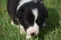 Lucy, a female Border Collie for sale in Bokoshe, OK – 3 of 7