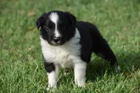 Sadie, a female Border Collie for sale in Bokoshe, OK – 2 of 6