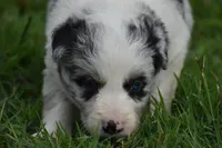Chet, a male Border Collie for sale in Bokoshe, OK – 2 of 9