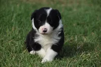 Lilly, a female Border Collie for sale in Bokoshe, OK – 4 of 8