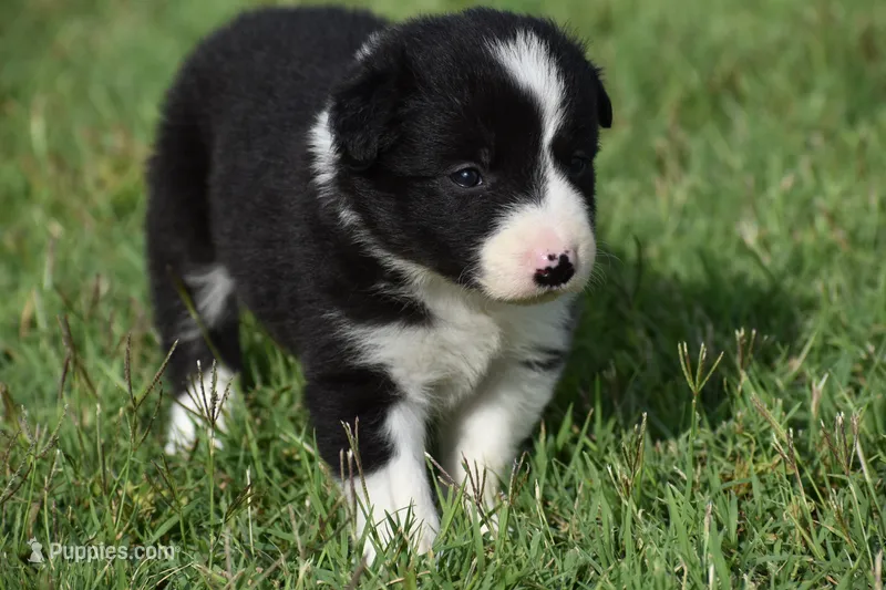 Lucy – Border Collie puppy for sale in Bokoshe, OK
