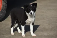 Lilly, a female Border Collie for sale in Bokoshe, OK – 5 of 8