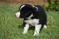 Lucy, a female Border Collie for sale in Bokoshe, OK – 7 of 7
