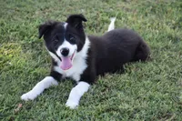 Lilly, a female Border Collie for sale in Bokoshe, OK – 6 of 8