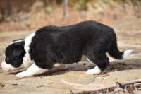Lilly, a female Border Collie for sale in Bokoshe, OK – 7 of 8