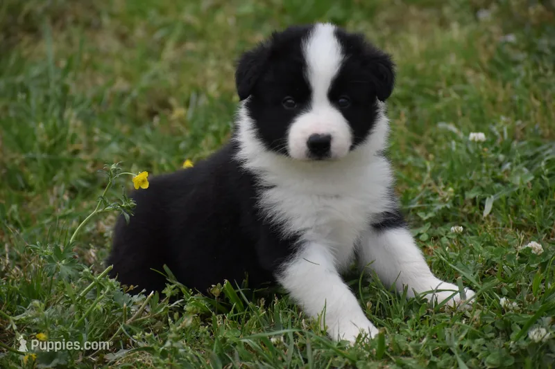 Scooter – Border Collie puppy for sale in Bokoshe, OK
