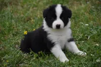 Scooter, a male Border Collie for sale in Bokoshe, OK – Photo 1 of 10