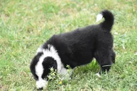 Scooter, a male Border Collie for sale in Bokoshe, OK – Photo 6 of 10