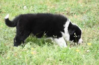 Scooter, a male Border Collie for sale in Bokoshe, OK – Photo 5 of 10