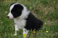 Scooter, a male Border Collie for sale in Bokoshe, OK – Photo 8 of 10