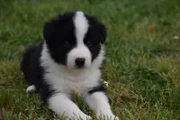 Scooter, a male Border Collie for sale in Bokoshe, OK – Photo 7 of 10