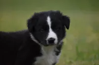 Jet, a male Border Collie for sale in Bokoshe, OK – Photo 9 of 10