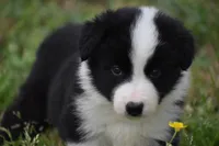 Scooter, a male Border Collie for sale in Bokoshe, OK – Photo 2 of 10