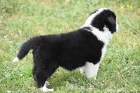 Scooter, a male Border Collie for sale in Bokoshe, OK – Photo 10 of 10