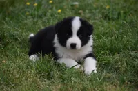 Scooter, a male Border Collie for sale in Bokoshe, OK – Photo 4 of 10