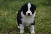 Scooter, a male Border Collie for sale in Bokoshe, OK – Photo 9 of 10