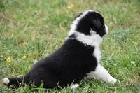 Scooter, a male Border Collie for sale in Bokoshe, OK – Photo 3 of 10