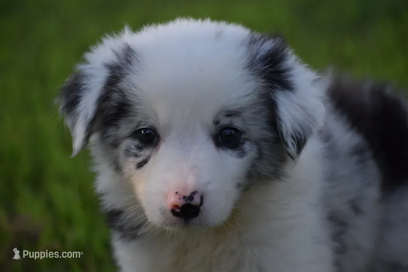Bo – Border Collie puppy for sale in Bokoshe, OK