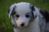 Bo, a male Border Collie for sale in Bokoshe, OK – 1 of 5