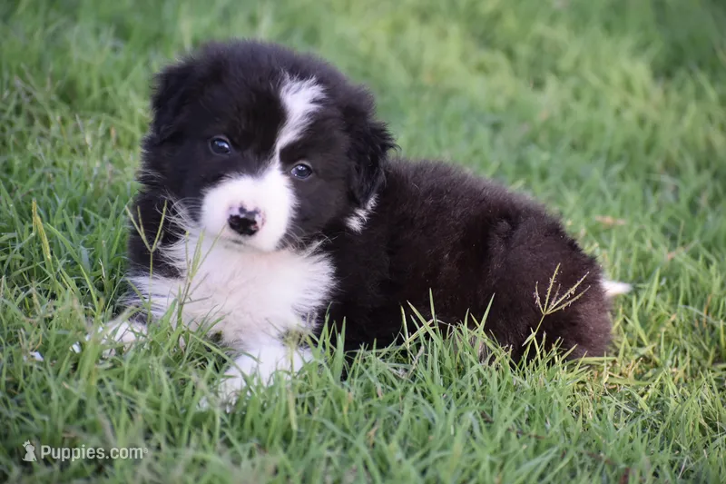 Lilly – Border Collie puppy for sale in Bokoshe, OK