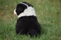 Lilly, a female Border Collie for sale in Bokoshe, OK – 3 of 8
