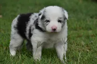 Bo, a male Border Collie for sale in Bokoshe, OK – 3 of 8