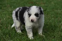 Chet, a male Border Collie for sale in Bokoshe, OK – 7 of 9
