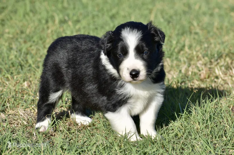 Kate – Border Collie puppy for sale in Bokoshe, OK
