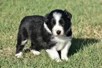 Kate, a female Border Collie for sale in Bokoshe, OK – Photo 1 of 8
