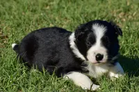 Kate, a female Border Collie for sale in Bokoshe, OK – Photo 3 of 8