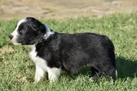 Kate, a female Border Collie for sale in Bokoshe, OK – Photo 6 of 8