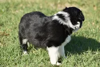 Kate, a female Border Collie for sale in Bokoshe, OK – Photo 5 of 8